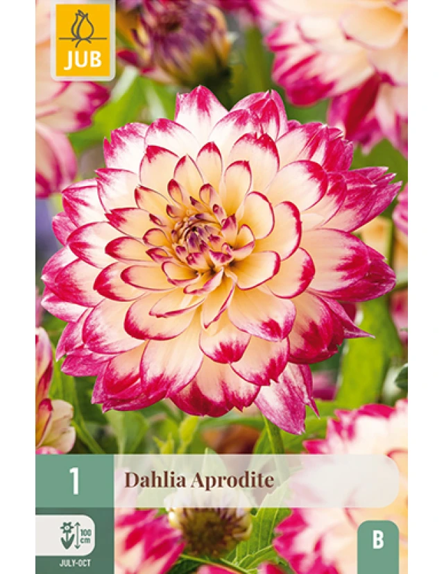 Dalii Aphrodite