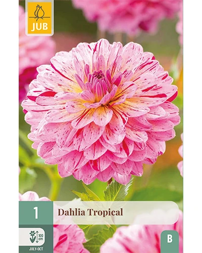 Dalii Tropical