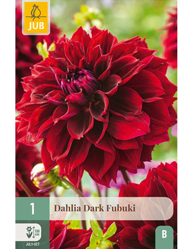 Dalii Dark Fubuki