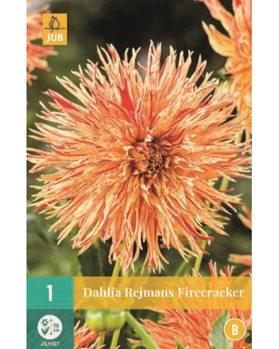 Dalii Rejmans Firecracker