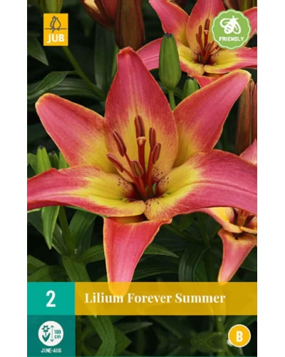 Crini Asiatici Forever Summer