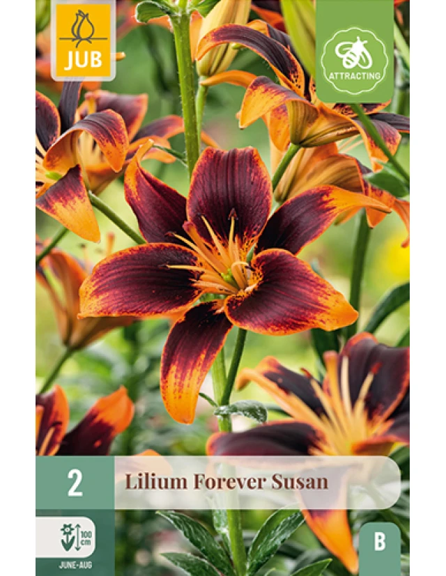 Crini Asiatici Forever Susan