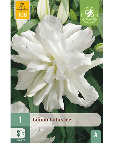Crini Asiatici Lotus Ice