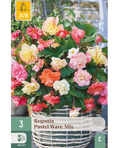 Begonii Pastel Wave Mix