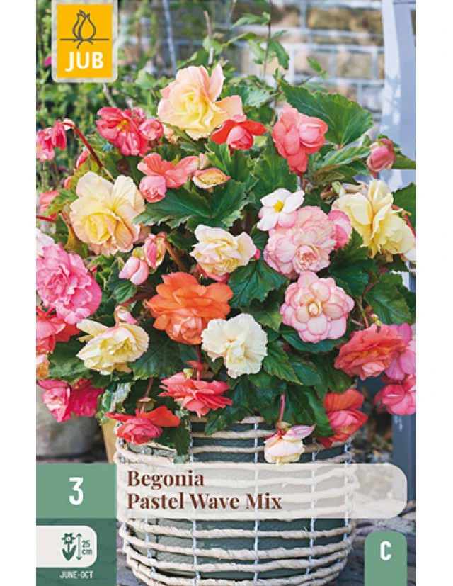 Begonii Pastel Wave Mix