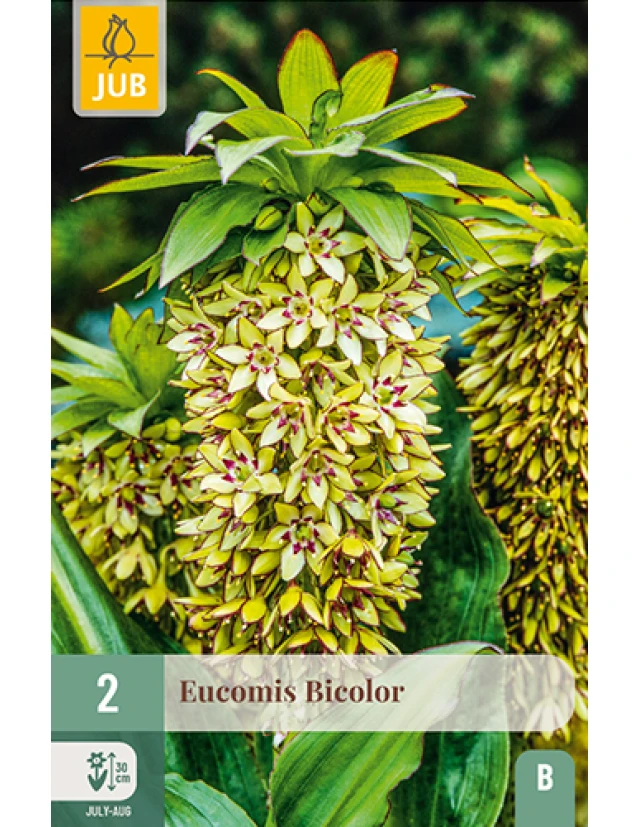 Eucomis Bicolor
