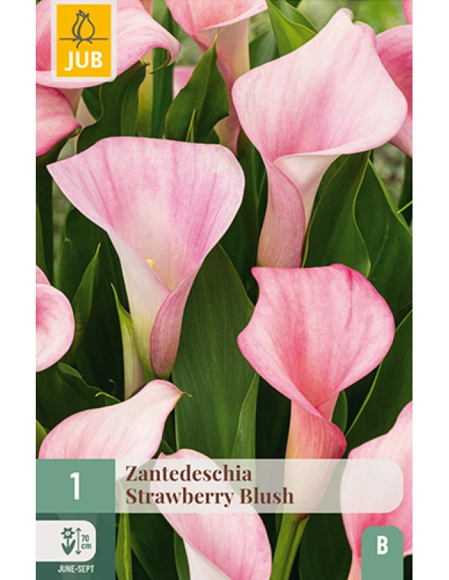 Cale Zantedeschia Strawberry Blush