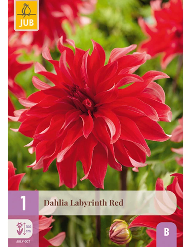 Dalii Labyrinth Red