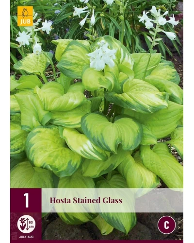 Crin de toamna Hosta Stained Glass