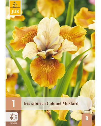 Iris Sibirica Colonel Mustard