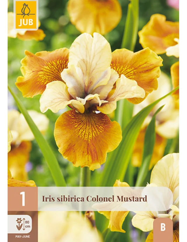 Iris Sibirica Colonel Mustard