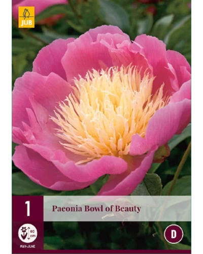 Bujor Paeonia Bowl of Beauty