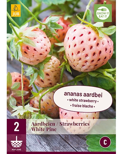 Stoloni Capsuni White Pine