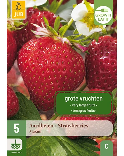 Stoloni Capsuni Maxim