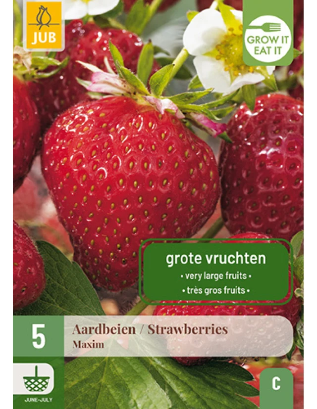 Stoloni Capsuni Maxim