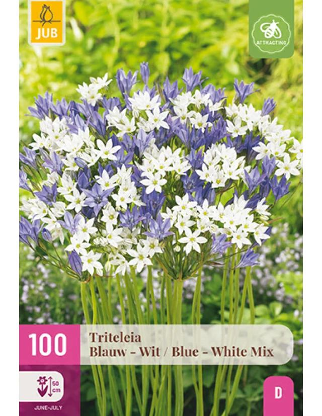 Triteleia Blue White Mix 