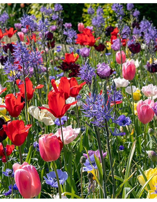 Bold Colours 100 bulbi Bold Colours 100 bulbi