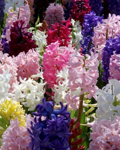 Irresistible Fragrance 100 bulbi