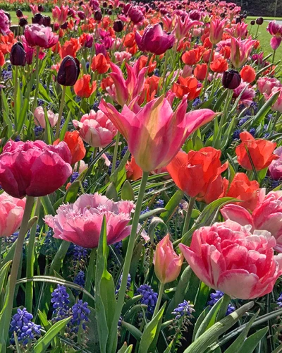 Let's Dance 100 bulbi