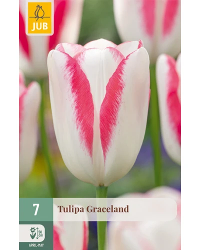 Lalele Graceland