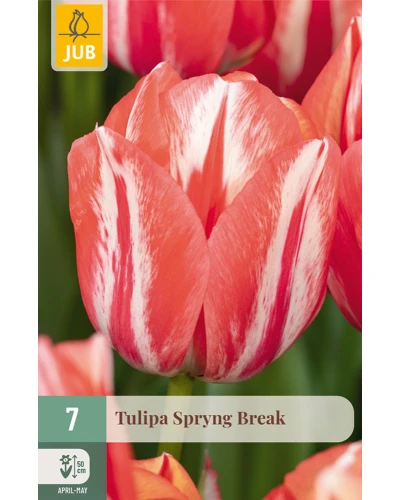 Lalele Spryng Break