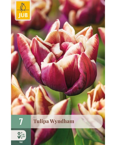 Lalele Wyndham
