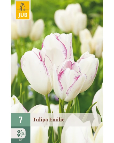 Lalele Multi Flowering Emilie