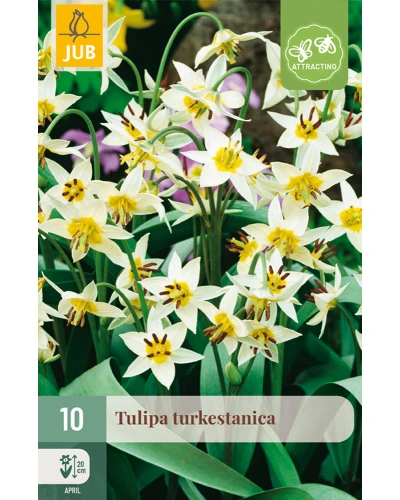 Lalele pitice Turkestanica