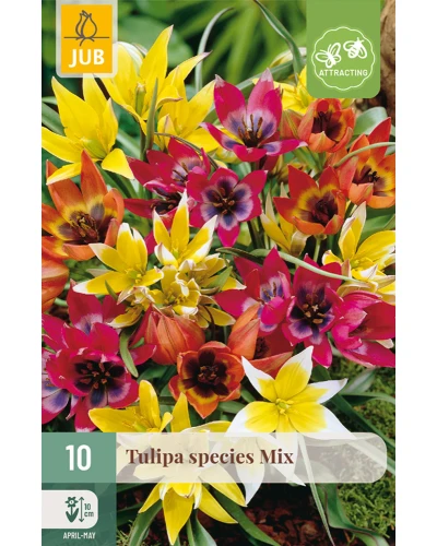 Lalele pitice Species Mix