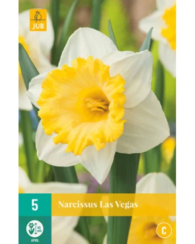 Bulbi Narcise Las Vegas