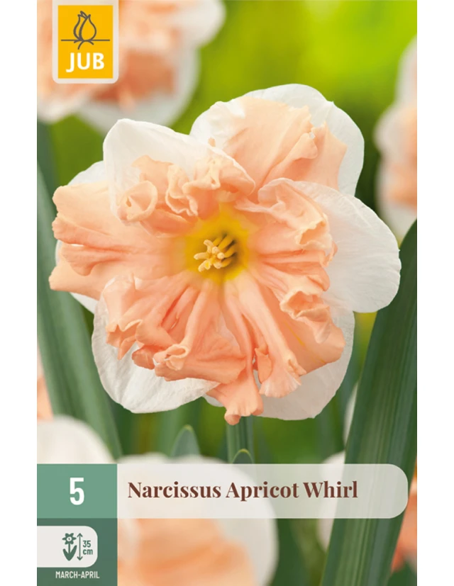 Narcise Apricot Whirl