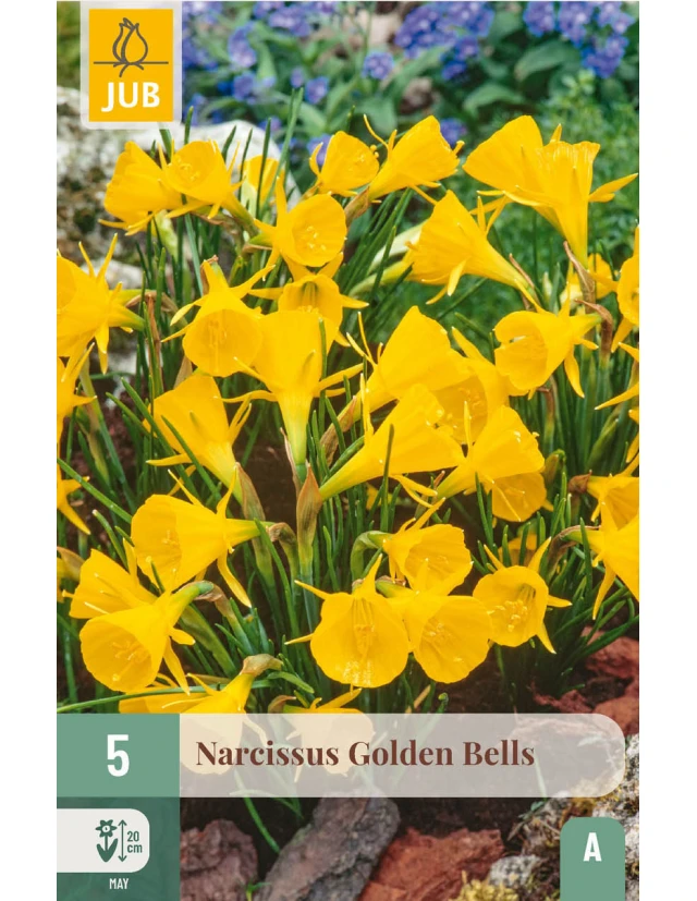 Narcise Golden Bells