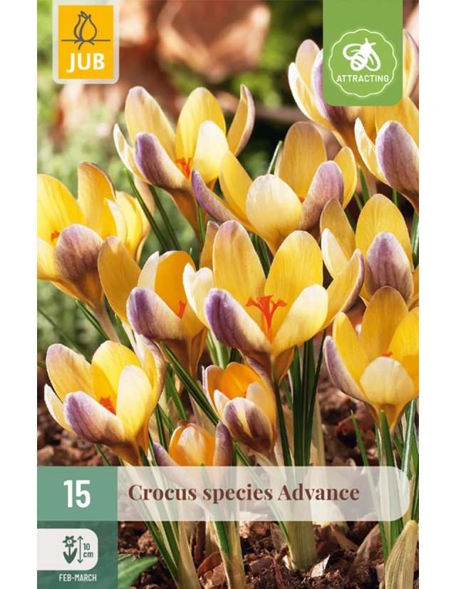 Branduse Species Advance