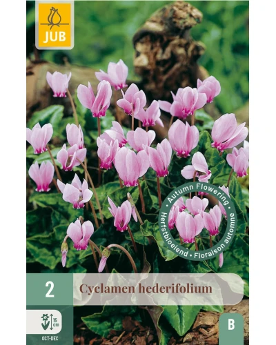 Ciclame Cyclamen Hederifolium  Ciclame Cyclamen Hederifolium