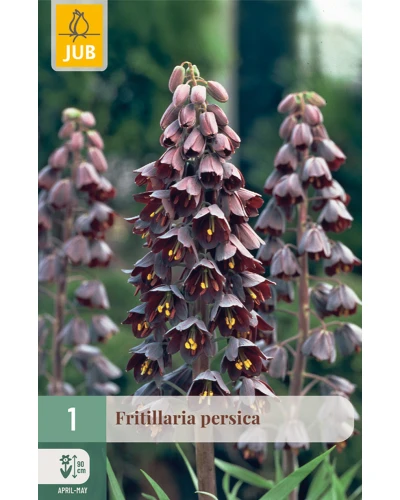 Fritillaria Persica
