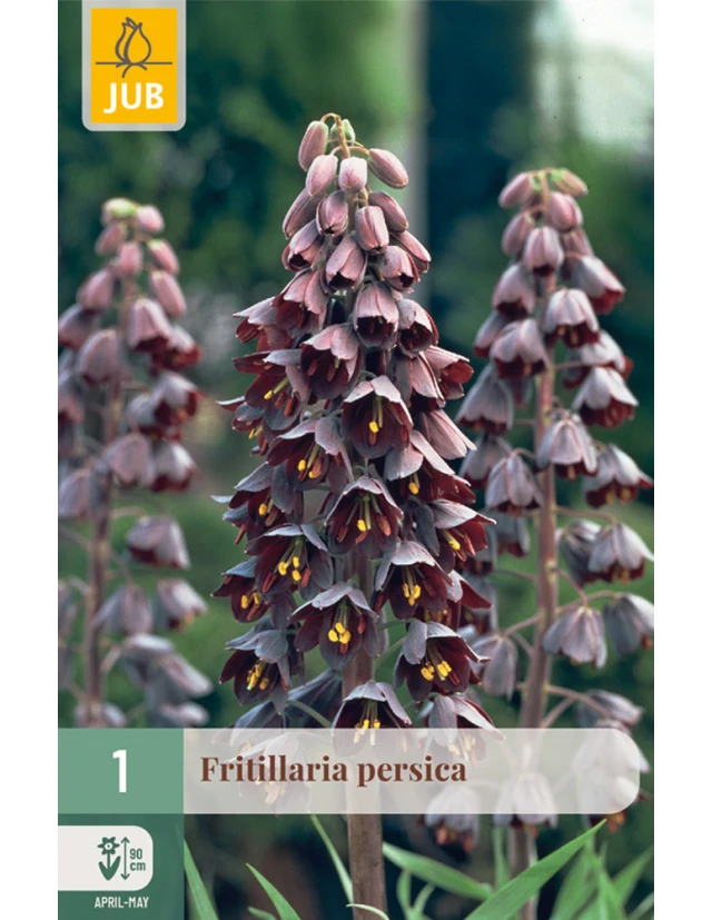 Fritillaria Persica