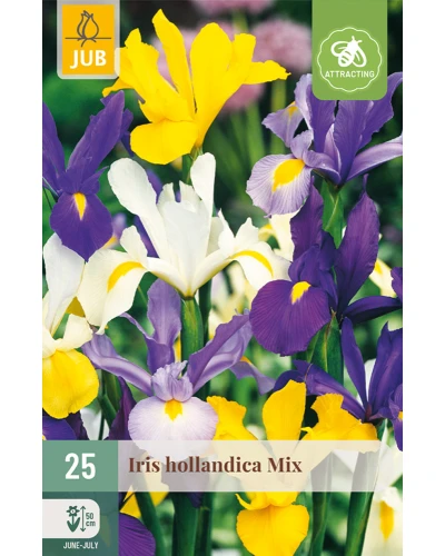 Iris Hollandica Mix 