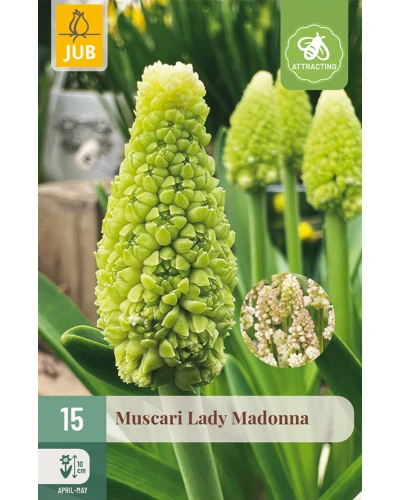 Muscari Lady Madonna