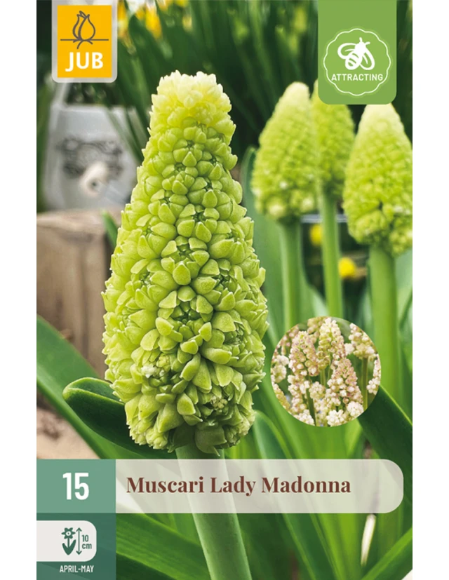 Muscari Lady Madonna