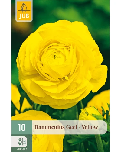 Ranunculus Yellow