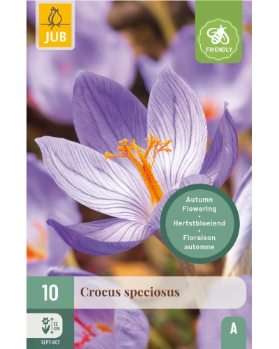 Branduse de toamna Crocus Speciosus