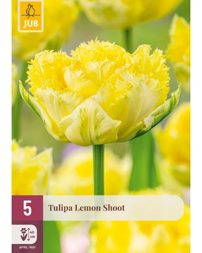 Lalele Lemon Shoot