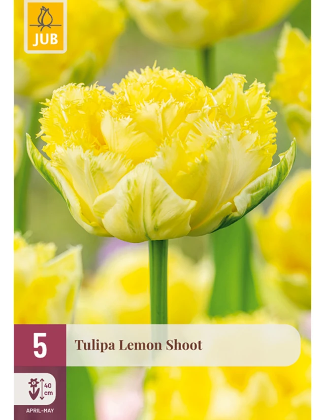 Lalele Lemon Shoot
