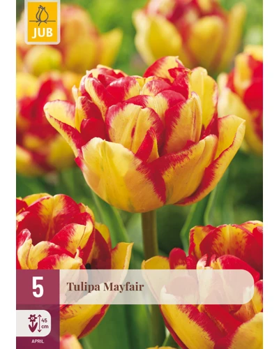 Lalele Mayfair
