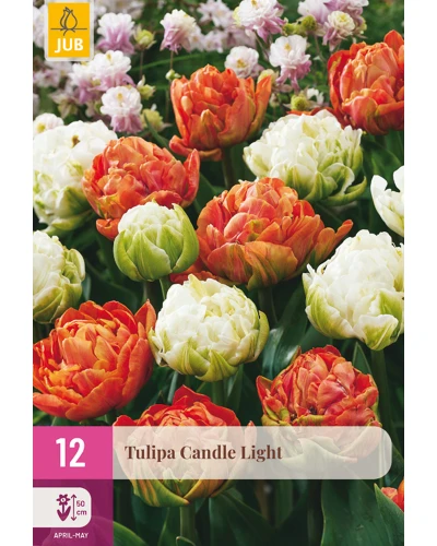 Lalele Candle Light