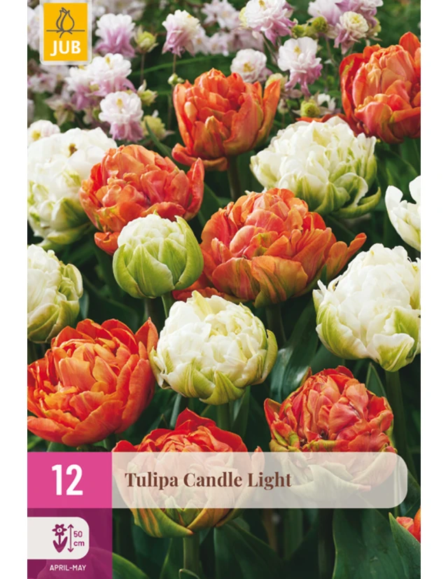 Lalele Candle Light