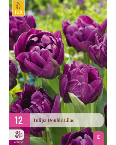 Lalele Double Lilac