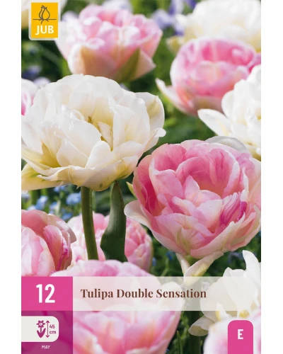 Lalele Double Sensation