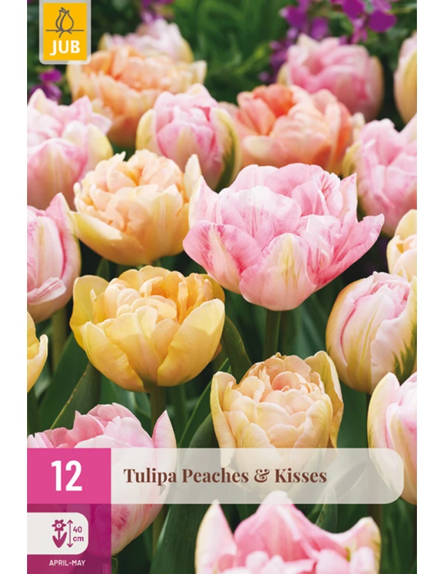Lalele Peaches & Kisses