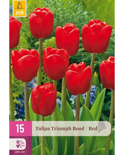 Lalele Triumph Red